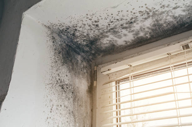 Affordable Black Mold Remediation solutions in Westport, WA