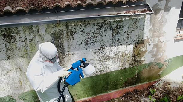Top rated local Black Mold Remediation specialists in Westport, WA